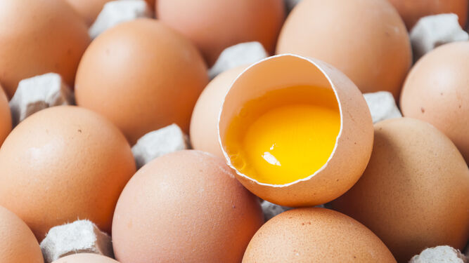 Salmonella, cómo se contaminan los huevos para llegar a ser tóxicos y medidas para evitar su propagación
