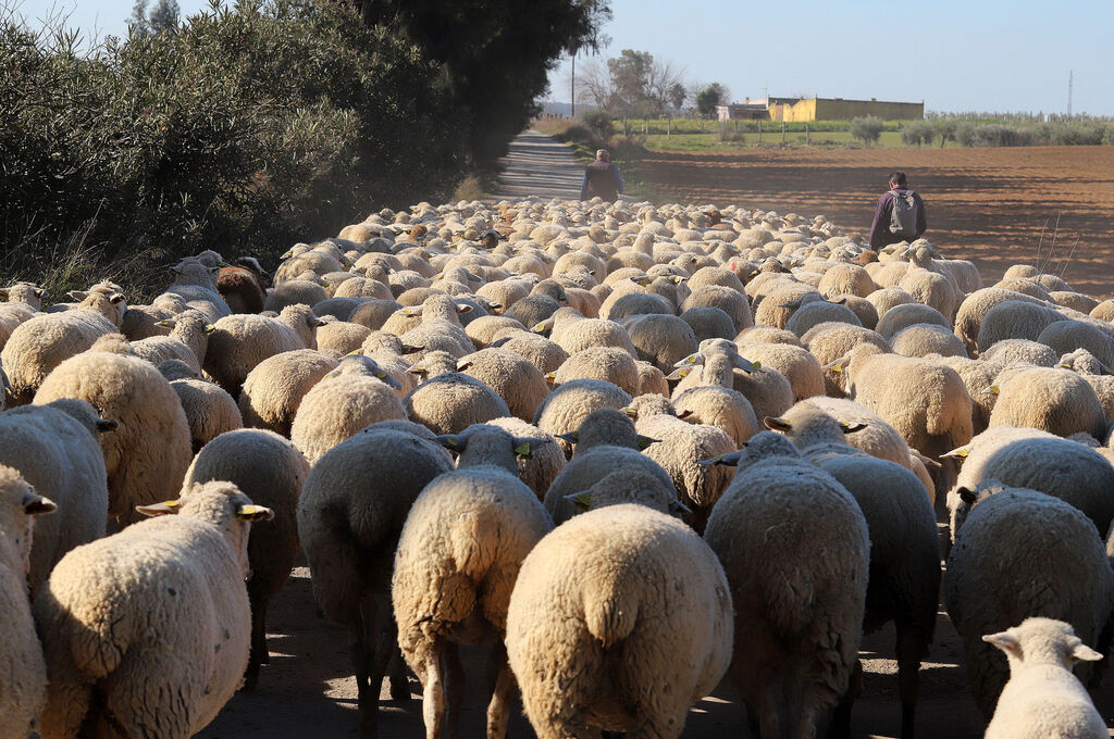 Im&aacute;genes del pastoreo de ovejas en Almonte