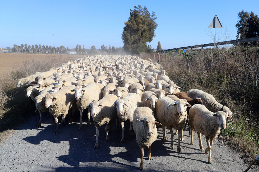 Im&aacute;genes del pastoreo de ovejas en Almonte