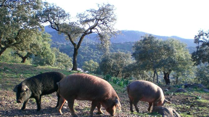 Cerdos en la Sierra de Huelva.