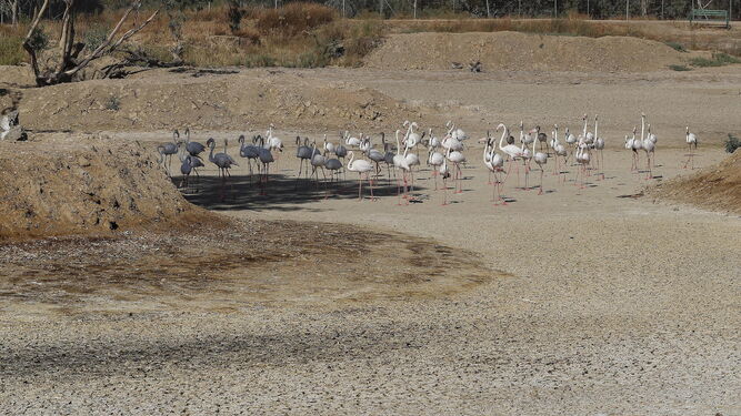 Imagen de archivo de una zona en sequía en Doñana.