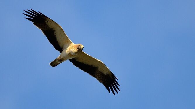 Imagen de archivo de un águila sobrevolando Doñana.