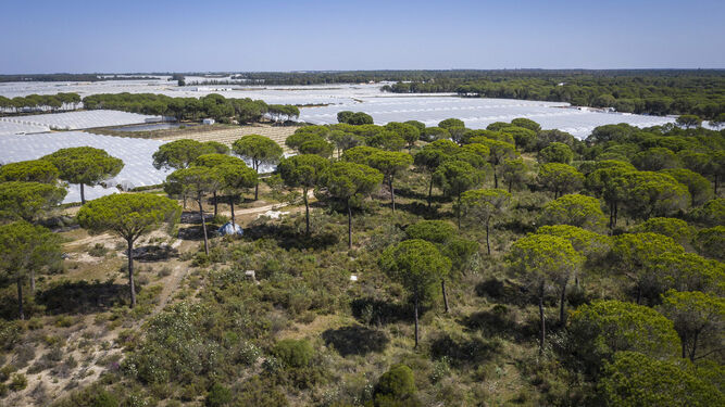 Vista aérea de explotaciones freseras de la provincia de Huelva rodeadas de pinares no declarados como zonas de regadío y cultivables.