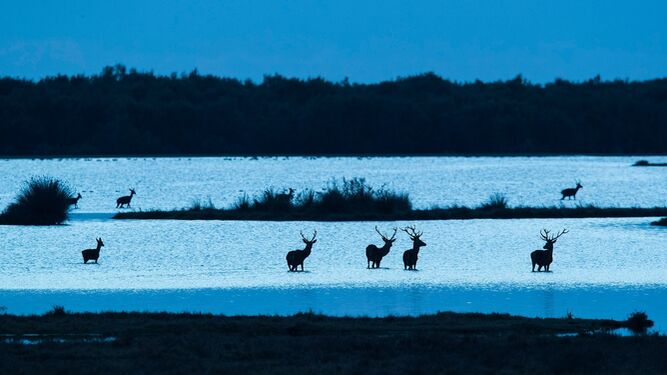 Ciervos al atardecer en las lagunas de Doñana.