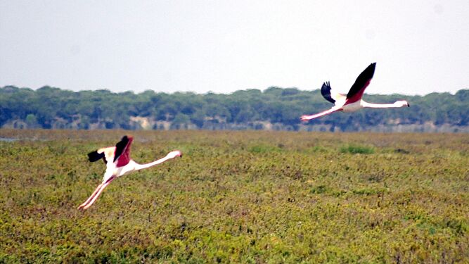 Aves en Doñana. Imagen de archivo.