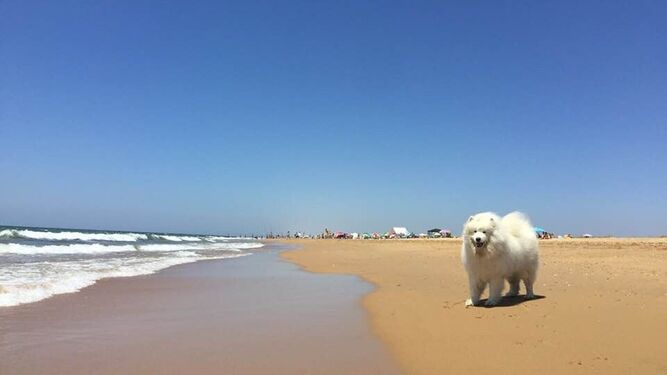 Playas de Huelva para disfrutar con tu perro en Semana Santa