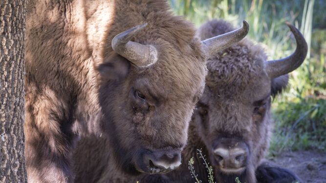 Dos de los 18 bisontes que viven en la finca de El Encinarejo, en la Sierra de Andújar (Jaén).