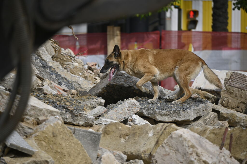 Simulacro de rescate de la Unidad Canina, en la Plaza de la Merced
