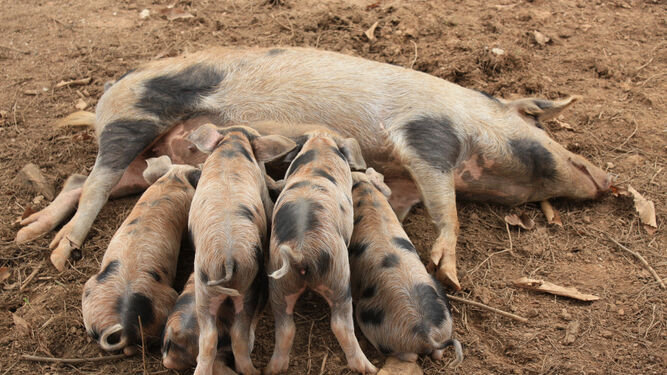 La Diputación hace entrega 77 ejemplares de reproductores porcinos y 26 ovinos a explotaciones ganaderas de Huelva
