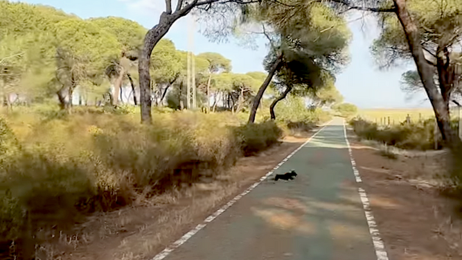 El animal salvaje que ha irrumpido en el paseo de un vecino de Huelva junto a su perra