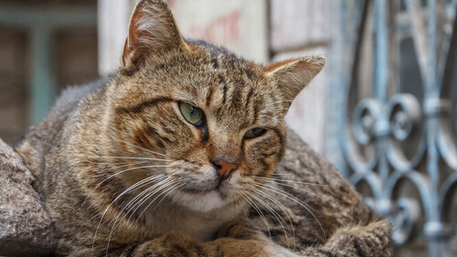 Síntomas para identificar si un gato tiene demencia senil y cómo ayudarle