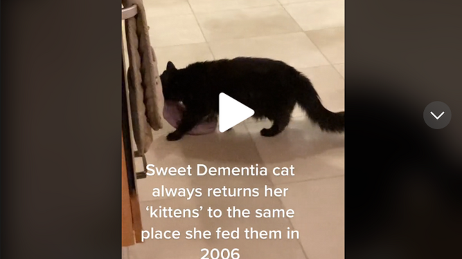 Una gata con demencia confunde unas zapatillas con una cría de gatito y se viraliza