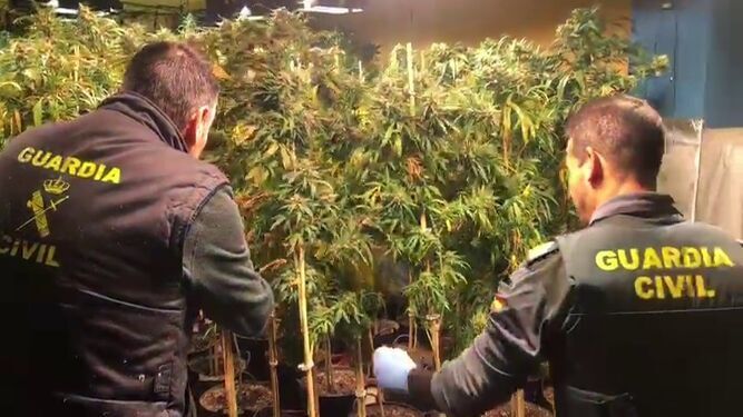 Agentes de la Guardia Civil de Granada localizan una plantación de cannabis.