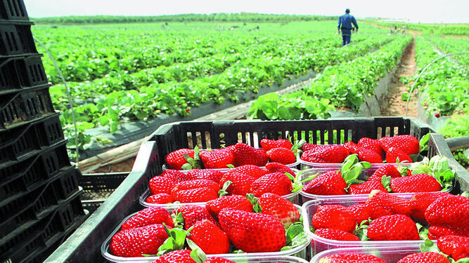 Plantación de fresas en Huelva.