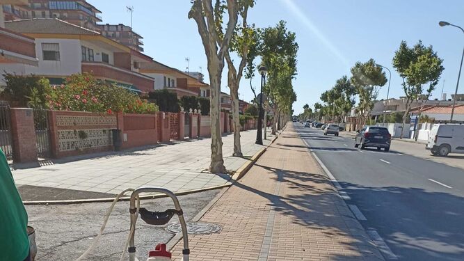 El Ayuntamiento de Punta Umbría pone en marcha un nuevo plan de choque contra las cucarachas