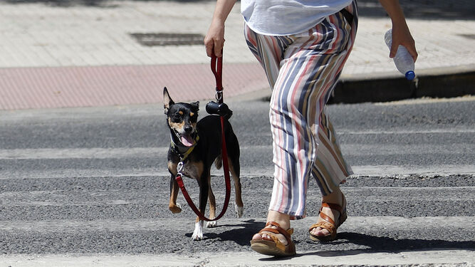 Un perro pasea por Huelva.