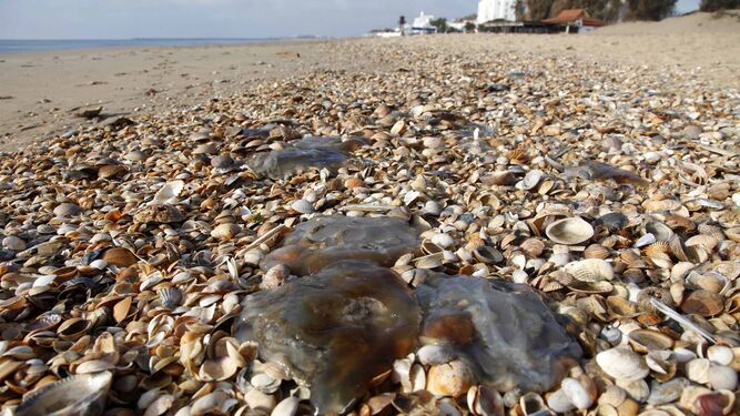 Aumentan las medusas en las playas de Mazagón