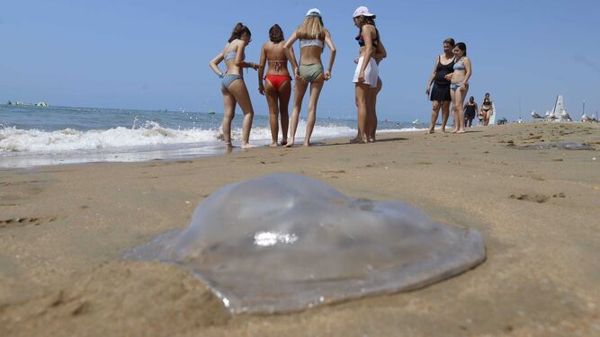 Las medusas siguen siendo protagonistas este domingo en las playas de Huelva