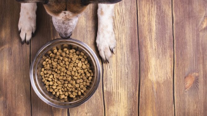 Las mejores chuches saludables para perros se fabrican en Huelva