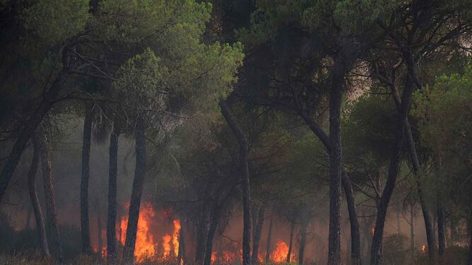 Un incendio forestal amenaza el extenso pinar del Campo Común de Abajo de Cartaya