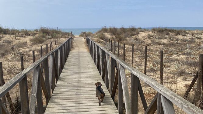 Una de las seis mejores playas de España para ir con tu perro está en Huelva