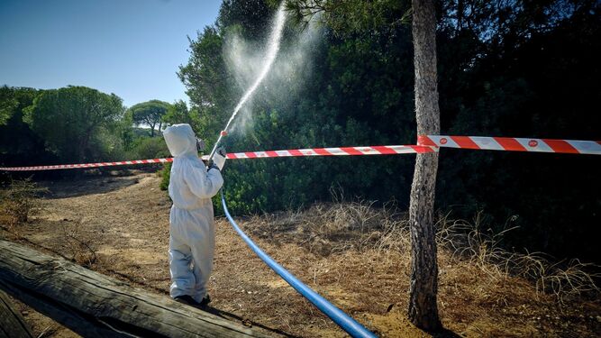 Un trabajador desinfectando los árboles de mosquitos