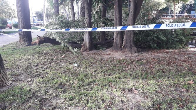 Zona del parque Almirante Laulhé acordonada por la Policía Local por la caída de una rama en San Fernando.