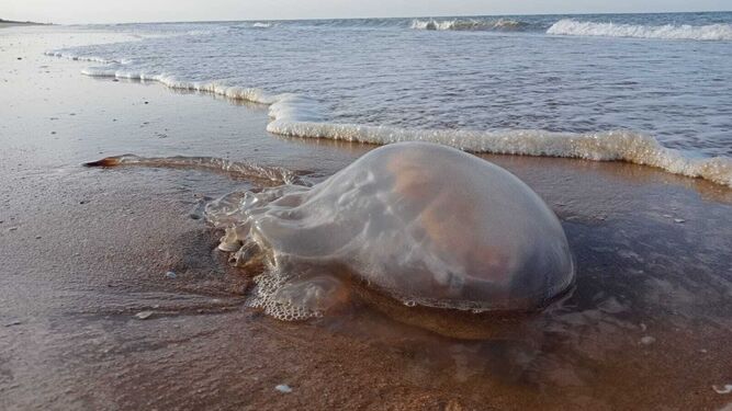 Una medusa varada en la Costa de Huelva