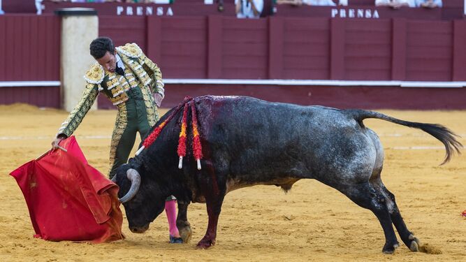 David de Miranda ante el toro que ayer le hirió en La Malagueta