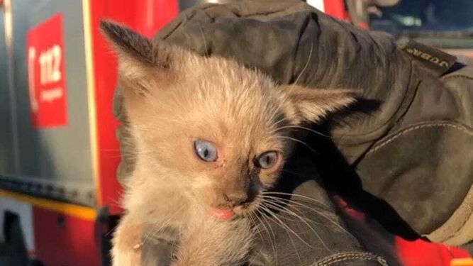 Un gatito es rescatado por los bomberos en Hinojos