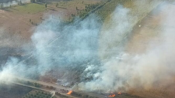Cortada al tráfico la carretera A-486 por un incendio forestal declarado en Moguer