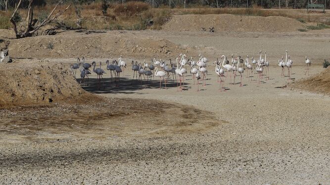 La sequía azota a Doñana y sus alrededores.