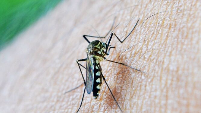 Imagen de un mosquito con virus del Nilo.