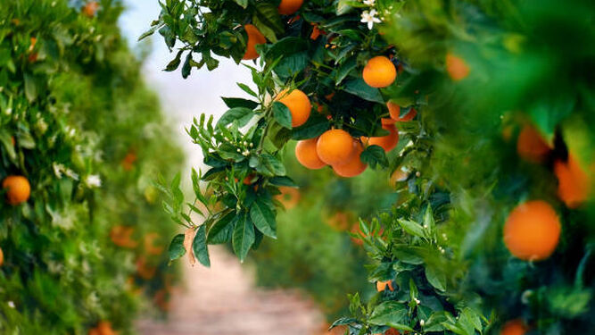 Recogida de naranjas en el campo