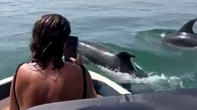 Tocar delfines es posible en Huelva: las imágenes más impresionantes del verano