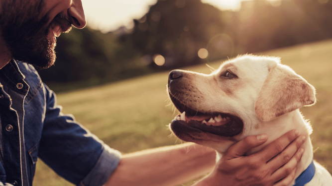 La Ley de Bienestar Animal podría elevar un 20 % la contratación de seguros para mascotas