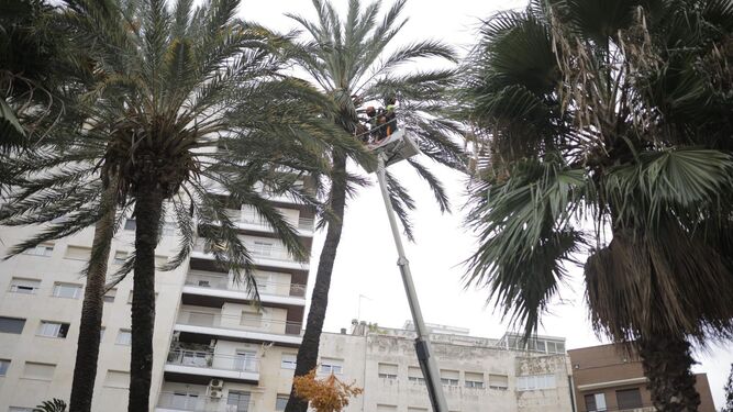 Susto en Huelva: las imágenes de la palmera derribada por el viento en El Punto