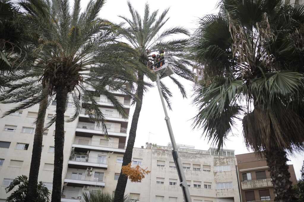 Susto en Huelva: las im&aacute;genes de la palmera derribada por el viento en El Punto