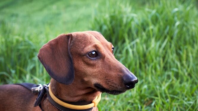 Los 10 mejores collares antipulgas para perros del 2023