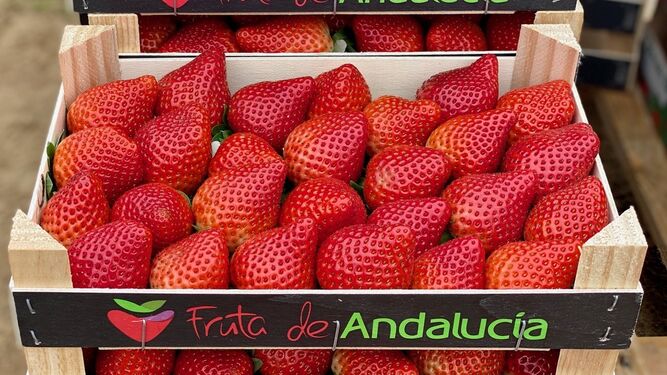 Fruta de Andalucía produce y comercializa frutos rojos como la fresa.