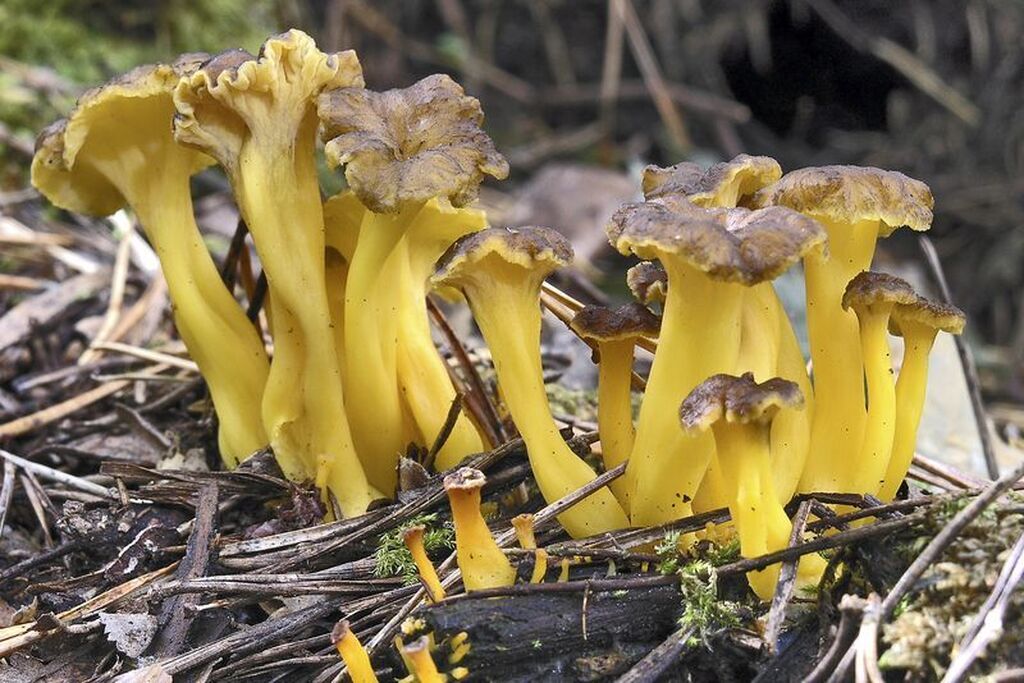 Trompeta amarilla (cantharellus lutescens)