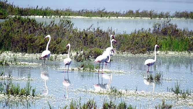 Aves en Doñana.