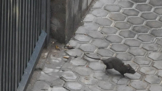 Una rata camina por una acera.
