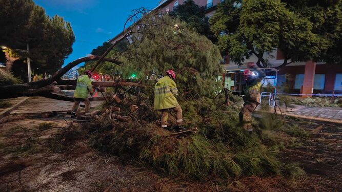 Varios operarios trabajan en la retirada de un árbol caído en la Avenida de Andalucía.