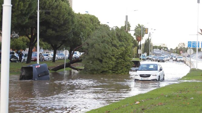 Un árbol caído en plena Avenida de Andalucía este domingo.