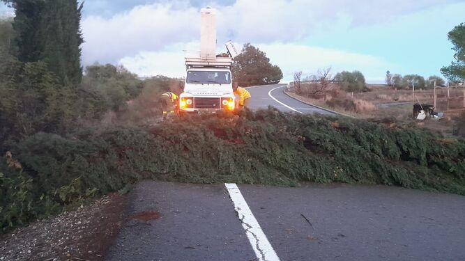 Un árbol corta la carretera N-435, la que conecta en norte y sur de Huelva.
