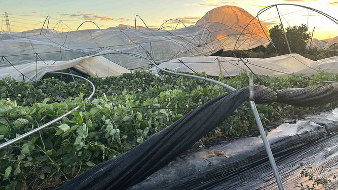 Daños ocasionados por el temporal en una plantación de frambuesas en Cartaya