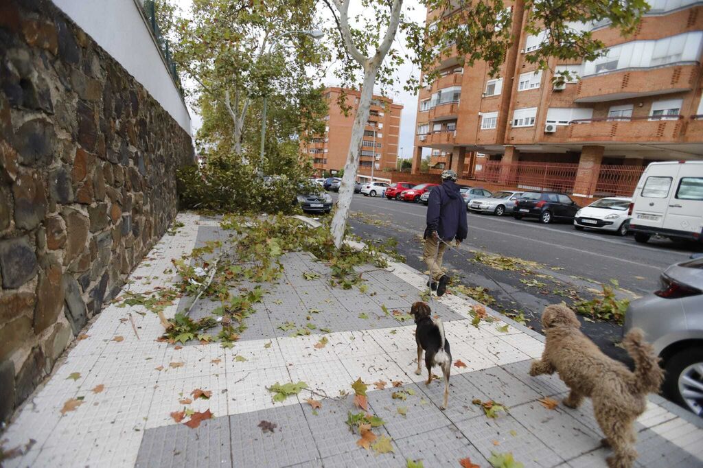 &Aacute;rboles ca&iacute;dos y coches atrapados: la triste imagen de Huelva tras el temporal