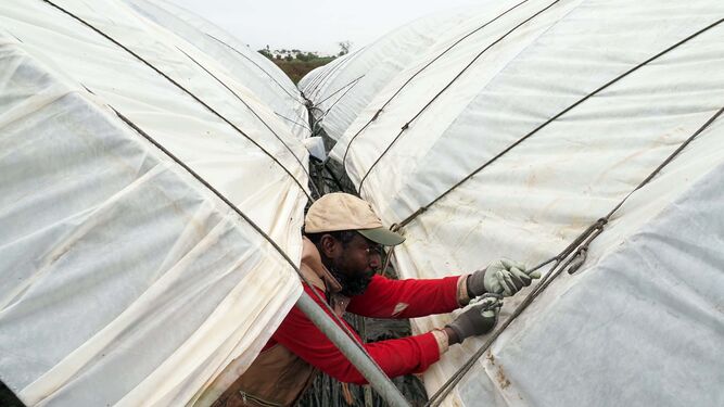 Un trabajador se afane en reponer los plásticos arrancados por el viento en una finca en la Costa Occidental