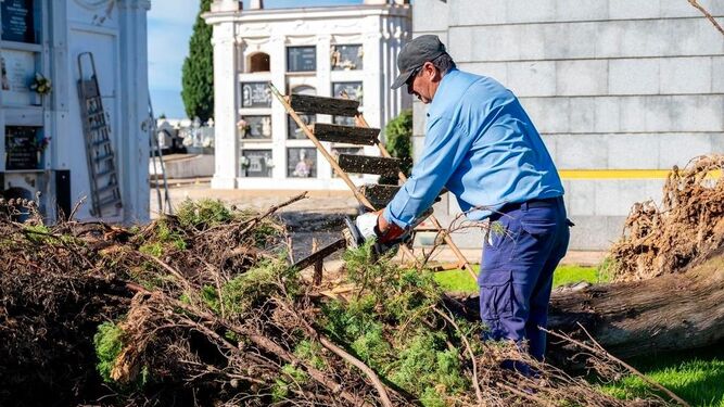 Un operario trabaja con los árboles caídos en el Cementerio de La Soledad en Huelva.